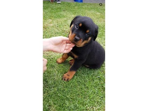 Rottweiler bebek köpekleri