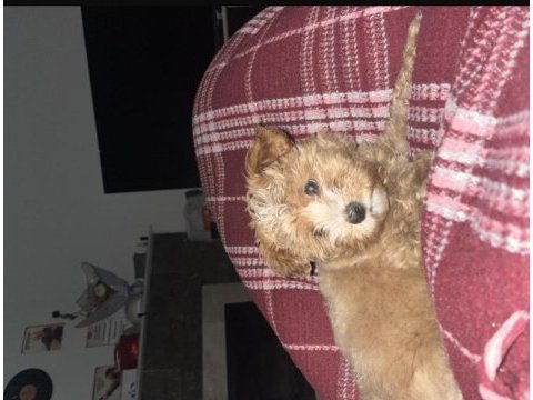 4 aylık maltipoo