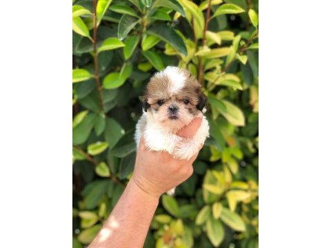 Sıfır boy biblo shih tzu yavrularım