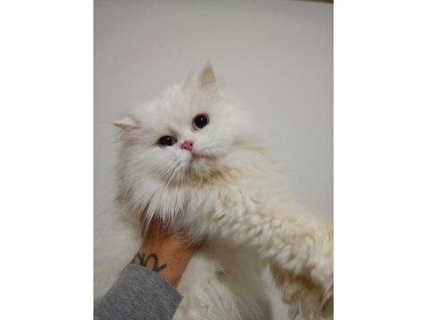 British longhair dişi
