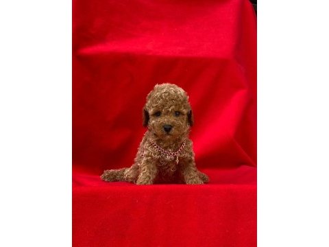 Tüy dökmez koku yapmaz toy poodle yavrularım