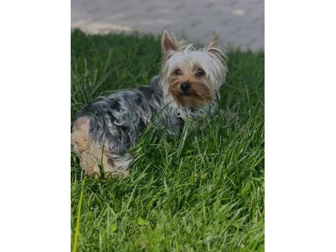 Wc eğitimli full aşılı bakımlı köpeğimiz