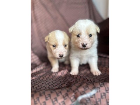 Her renk border collie yavrusu (bursa köpek okulu)