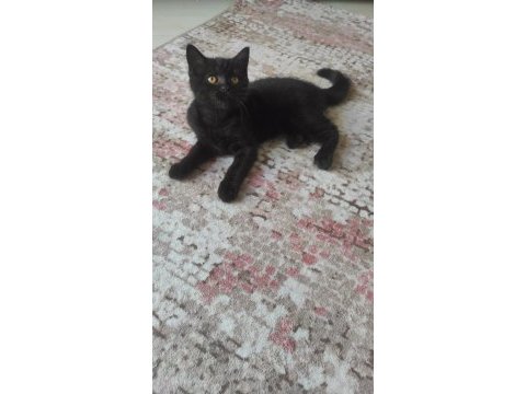Yakışıklı oğlum erkek kedimiz