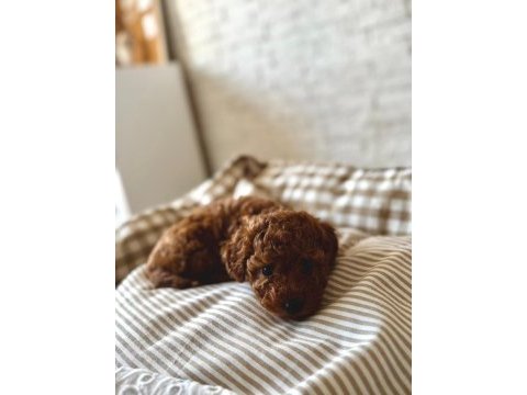 Tuvalet eğitimli toy poodle 