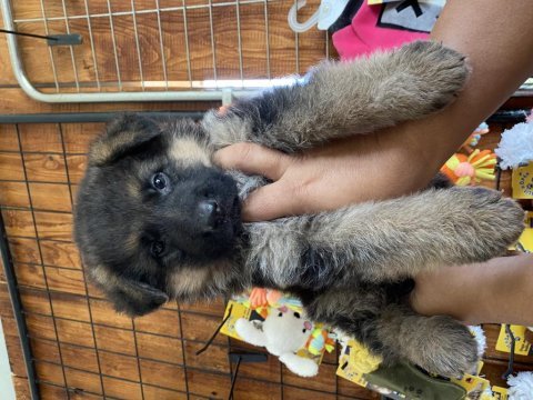 Safkan alman çoban köpeği yavruları