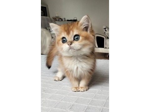 A kalite golden british shorthair bebekler