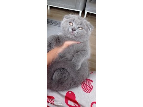 Çok oyuncu kucak seven scottish fold