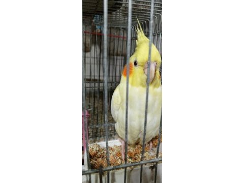 Ele alışık sultan papağanı