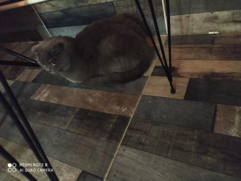 British shorthair kedimizi sahiplendirme