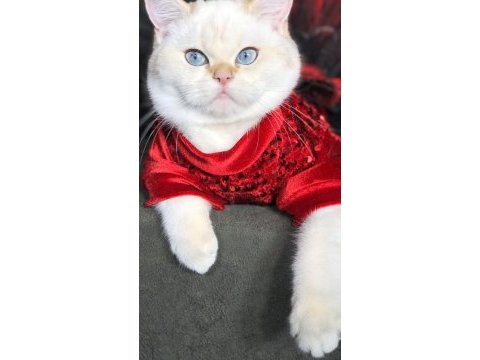 Safkan british shorthair golden point dişi