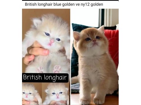Show kalite safkan british longhair & shorthair