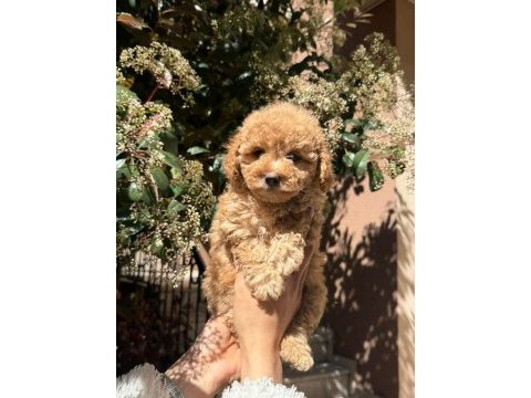 Kaliteli poodle bebekler