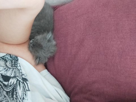 Saf british longhair