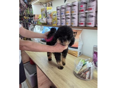 10 aylık dişi kore toy poodle