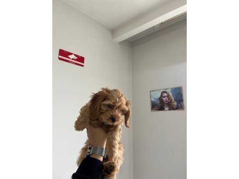 Minyatür maltipoo yavrumuz