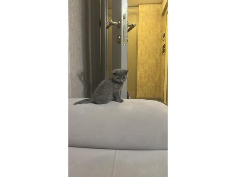 Scottish fold ve straight yavrular