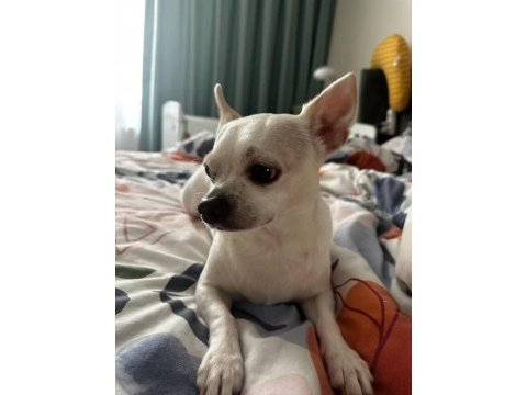 5 yaşında kısır erkek chihuahua