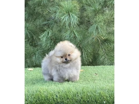 En pofidiği en tatlıları pomeranian