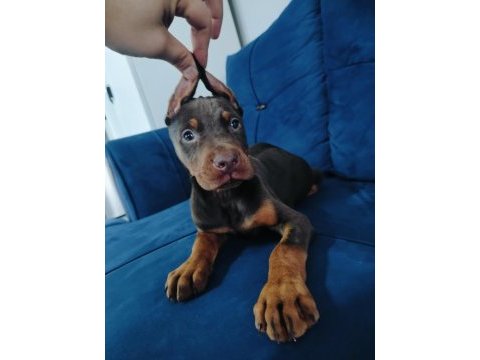 A kalite kızıl ve siyah doberman yavruları