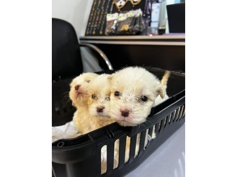Sıfır numara terrier köpeği yavrularımız