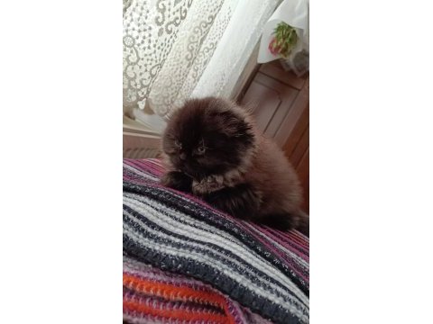 14 ocak doğumlu sağlıklı eğitimli scottish fold kediler