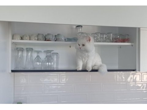 Scottish straight beyaz erkek kedi