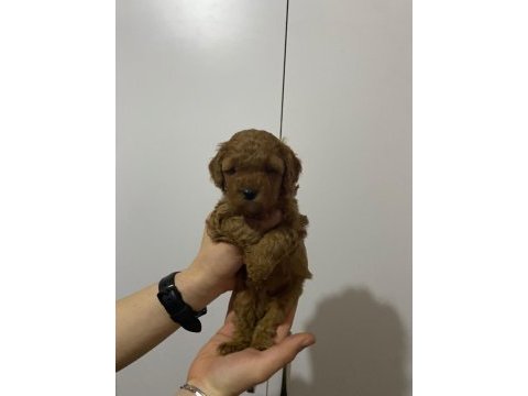 Rezerveye açık toy poodle yavru