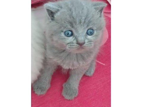 Evimizin british güzelleri