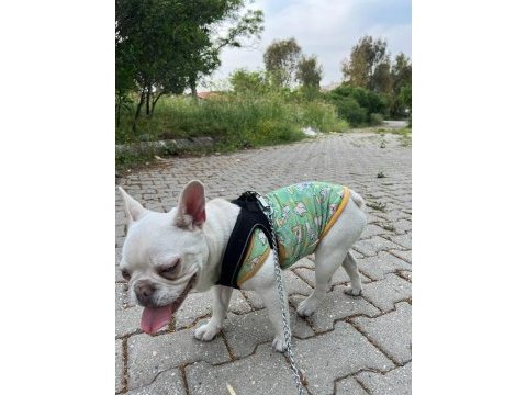 Boncuk gözlü french bulldog oğlumuza iyi bakacak biri