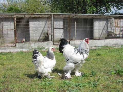 0-1 aylık brahma civcivleri