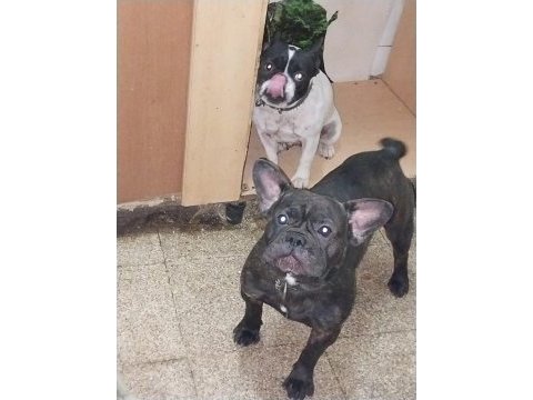 Damızlık french bulldog yavrularımız