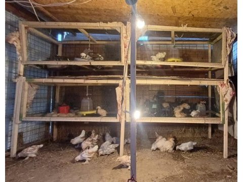 Çeşit çeşit süs tavuk horozları