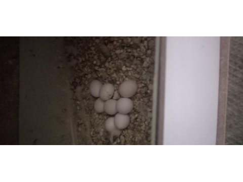 Muhabbet kuşu hazır takım yumurtalı