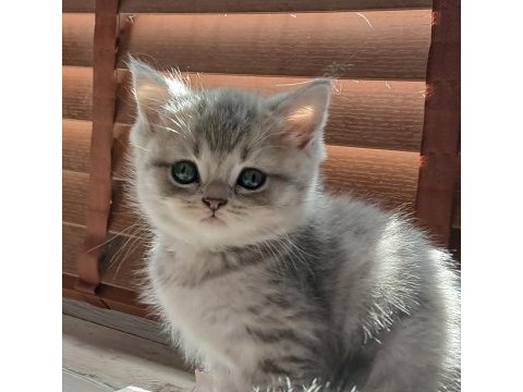 British 2 aylık erkek