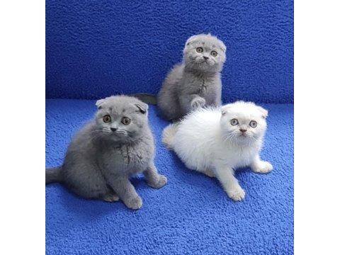 İstanbul içi 7/24 adrese teslim scottish fold ponçikler