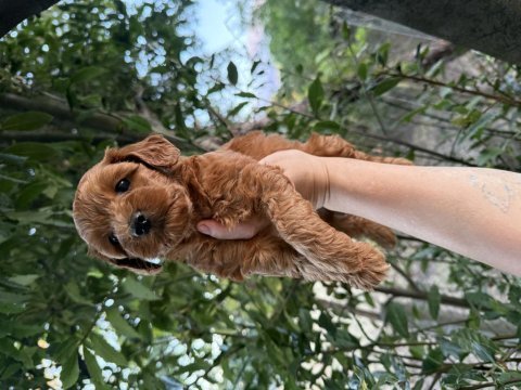 En koyusundan aşılı maltipoo 