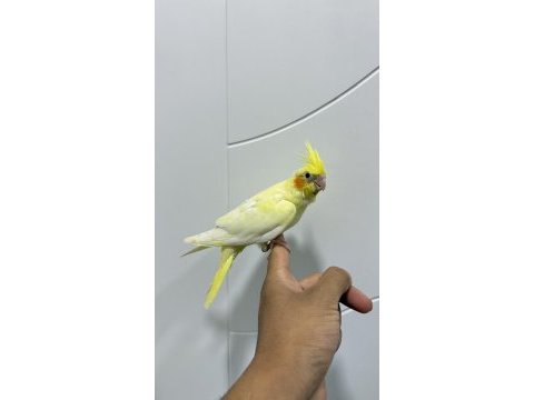 Sultan papağanı sahiplendirilecekler