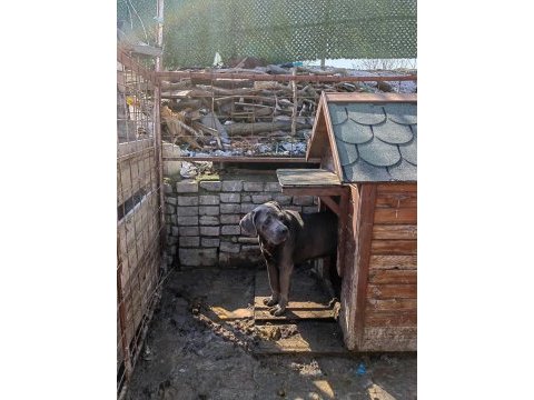 Cane corso blue dişi 2 yaşında hiç eş görmemiş