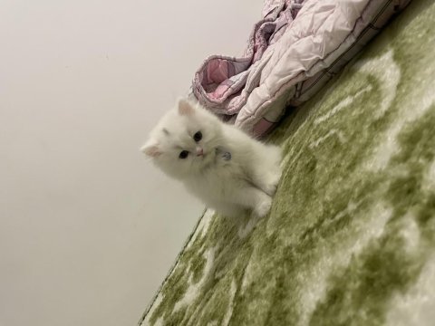 British longhair beyaz kedi 3 aylık