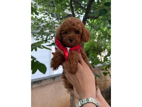 Toy poodle anne altından