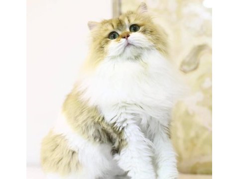 Ücretsiz kısır british longhair