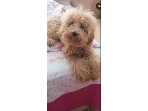 Poodle cinsi köpeğim