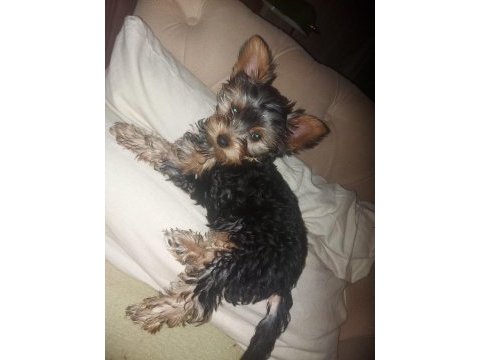3 aylık dişi orjinal yorkshire terrier