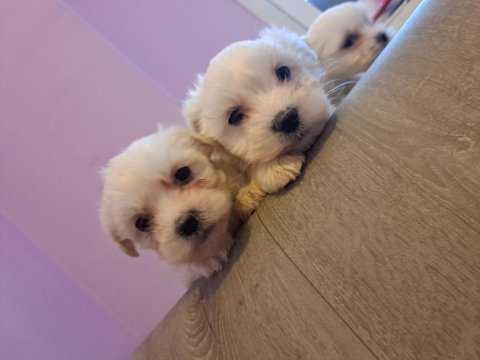 Orjinal maltese yavrularımız