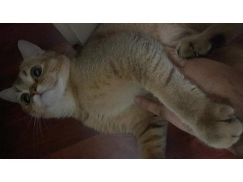 Erkek british shorthair ny11 kedimiz eşlerini arıyor