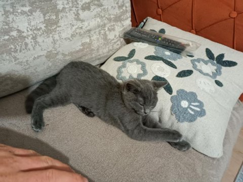 2 aylık dişi british shorthair