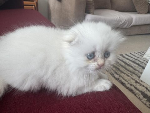 Ayı surat scottish fold