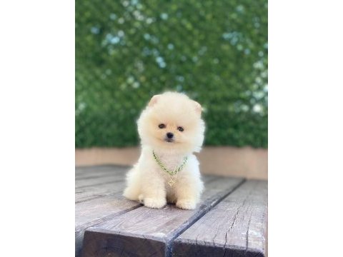 Ayıcık yüzlü pomeranian boo