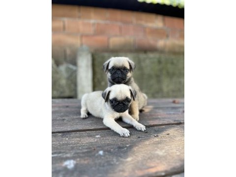 Kalite isteyen pug